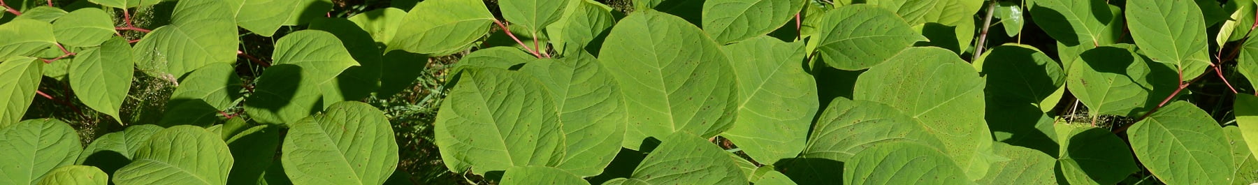 Can I Do Equity Release If I Have Japanese Knotweed?